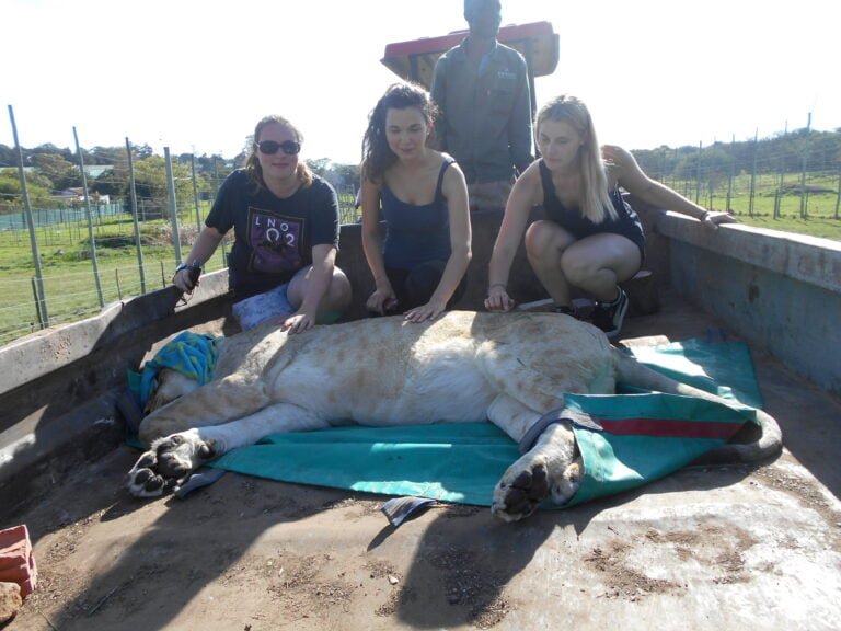 Wildlife veterinary work at Kwantu